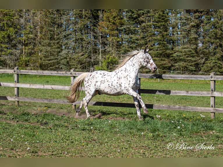 Knabstrupper Ruin 11 Jaar 158 cm Appaloosa in Fredensborg