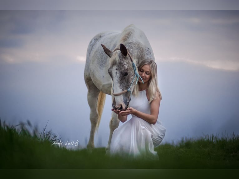 Knabstrupper Mix Ruin 12 Jaar 144 cm Appaloosa in Ratingen