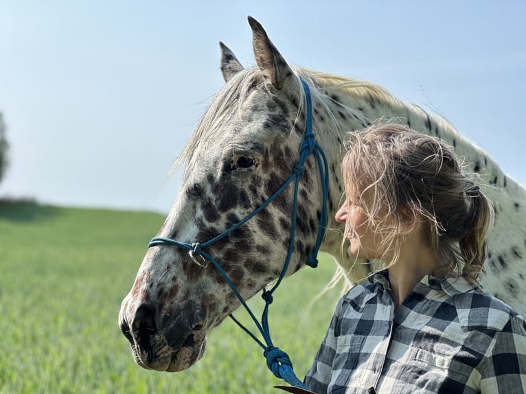 Knabstrupper Ruin 12 Jaar 158 cm Appaloosa in Fredensborg
