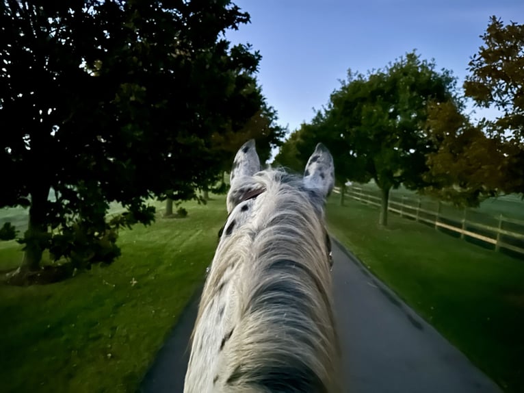 Knabstrupper Ruin 12 Jaar 158 cm Appaloosa in Fredensborg