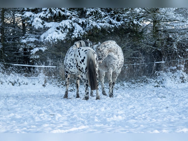 Knabstrupper Ruin 12 Jaar 160 cm Appaloosa in Fredensborg