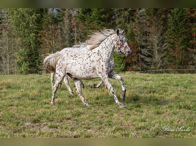 Knabstrupper Ruin 12 Jaar 160 cm Appaloosa in Fredensborg