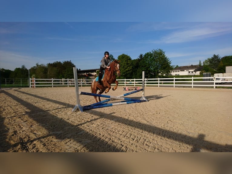 Knabstrupper Ruin 14 Jaar 138 cm in Esch