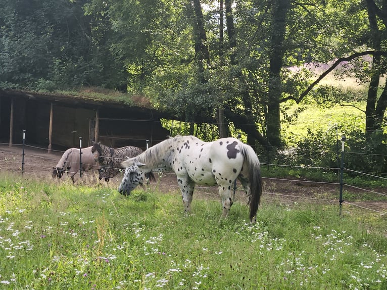 Knabstrupper Mix Ruin 14 Jaar 153 cm Appaloosa in Wehr