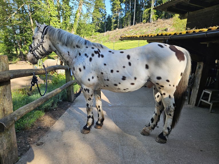 Knabstrupper Mix Ruin 14 Jaar 153 cm Appaloosa in Wehr
