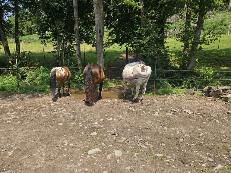 Knabstrupper Mix Ruin 14 Jaar 153 cm Appaloosa in Wehr