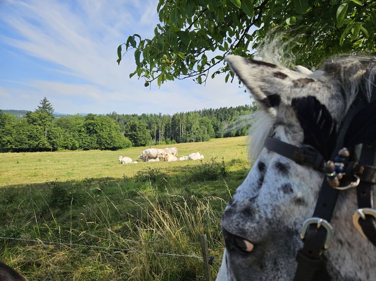 Knabstrupper Mix Ruin 14 Jaar 153 cm Appaloosa in Wehr