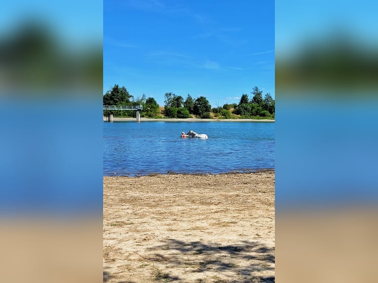 Knabstrupper Ruin 14 Jaar 157 cm Wit in Eisenach