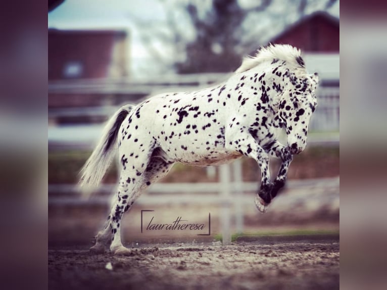 Knabstrupper Ruin 14 Jaar 165 cm Appaloosa in Vogtsburg im Kaiserstuhl