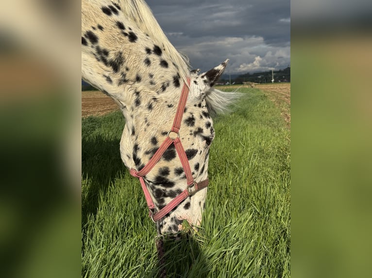 Knabstrupper Ruin 14 Jaar 165 cm Appaloosa in Vogtsburg im Kaiserstuhl