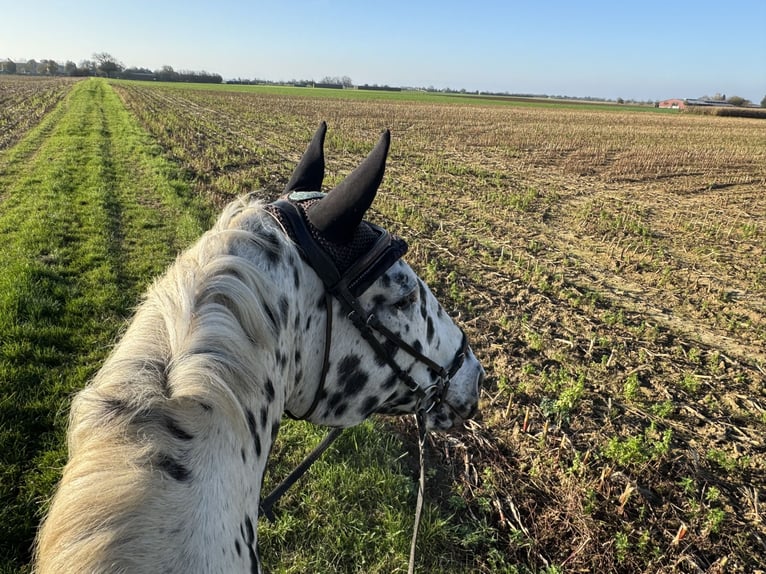 Knabstrupper Ruin 14 Jaar 165 cm Appaloosa in Vogtsburg im Kaiserstuhl