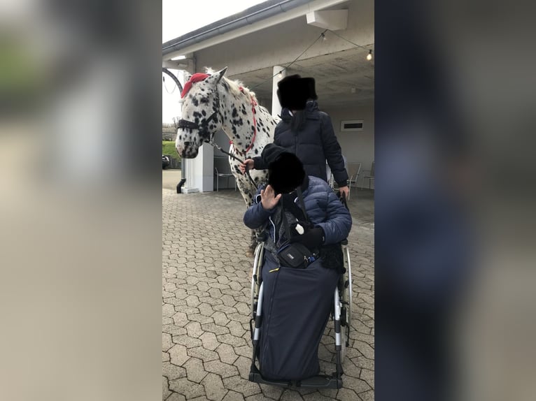 Knabstrupper Ruin 14 Jaar 165 cm in Vogtsburg im Kaiserstuhl