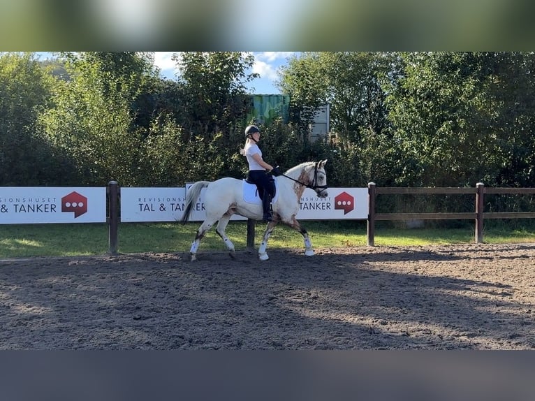Knabstrupper Ruin 17 Jaar 147 cm Appaloosa in Midtjylland