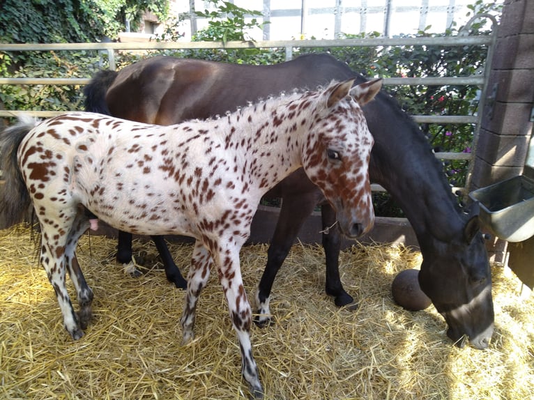 Knabstrupper Ruin 1 Jaar 155 cm Appaloosa in Bad Essen