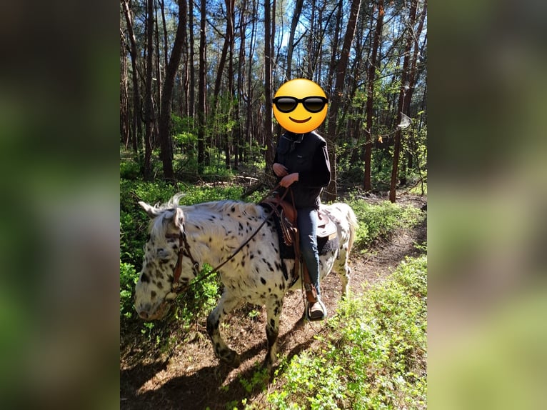 Knabstrupper Ruin 21 Jaar 155 cm  in Haren