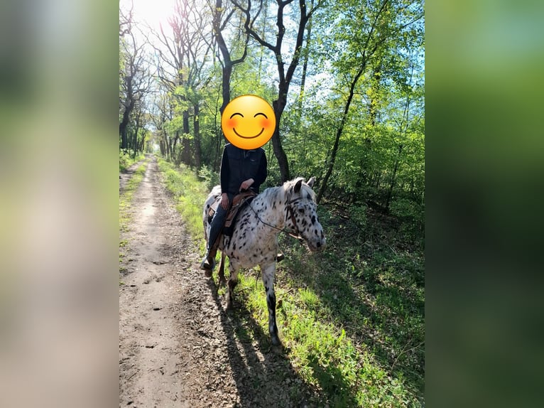 Knabstrupper Ruin 21 Jaar 155 cm  in Haren