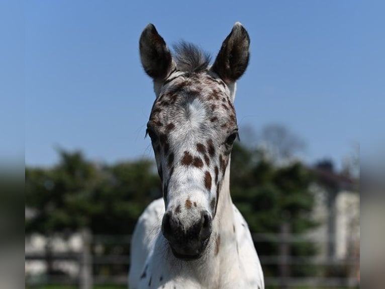Knabstrupper Ruin 2 Jaar Appaloosa in Reichenwalde