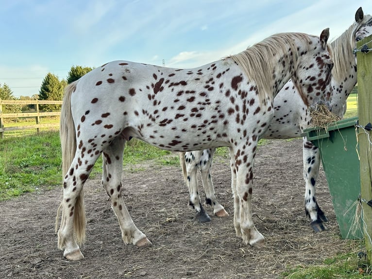 Knabstrupper Ruin 3 Jaar 154 cm Appaloosa in Fredensborg