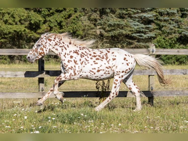 Knabstrupper Ruin 3 Jaar 154 cm Appaloosa in Fredensborg