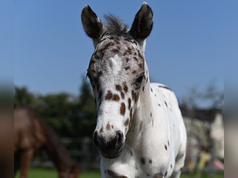 Knabstrupper Ruin 3 Jaar 156 cm Appaloosa in Reichenwalde