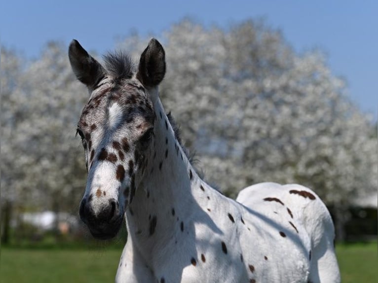 Knabstrupper Ruin 3 Jaar 156 cm Appaloosa in Reichenwalde