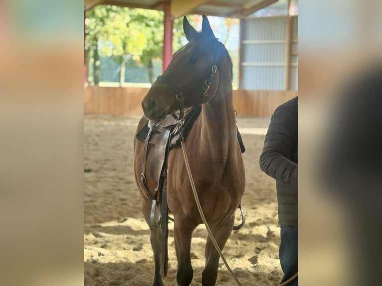 Knabstrupper Ruin 3 Jaar 156 cm Bruin in Werlte