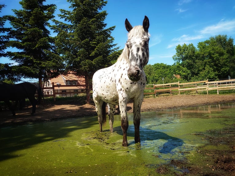 Knabstrupper Ruin 3 Jaar 163 cm Appaloosa in Neustadt