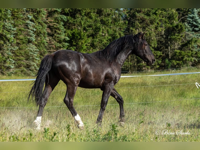 Knabstrupper Ruin 4 Jaar 155 cm  in Fredensborg