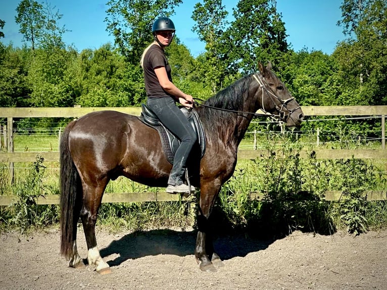 Knabstrupper Ruin 4 Jaar 155 cm Bruin in Fredensborg