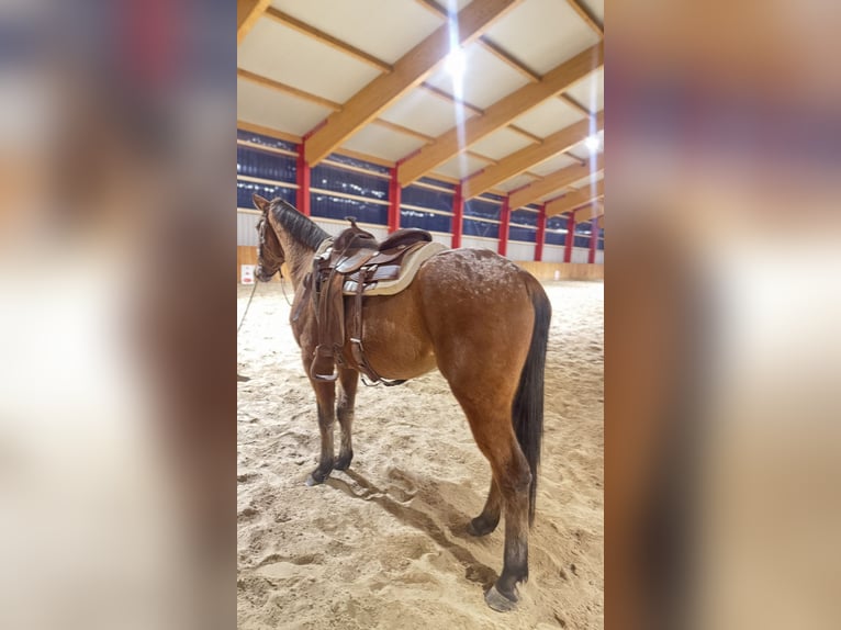 Knabstrupper Ruin 4 Jaar 156 cm Bruin in Werlte
