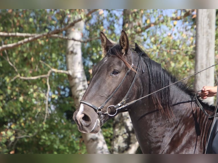 Knabstrupper Ruin 4 Jaar 158 cm Zwart in Fredensborg