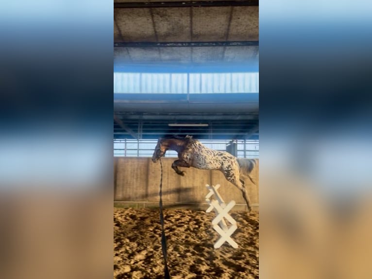 Knabstrupper Ruin 4 Jaar 160 cm Appaloosa in Emden