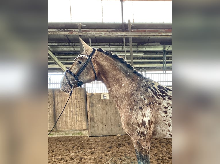 Knabstrupper Ruin 4 Jaar 160 cm Appaloosa in Emden
