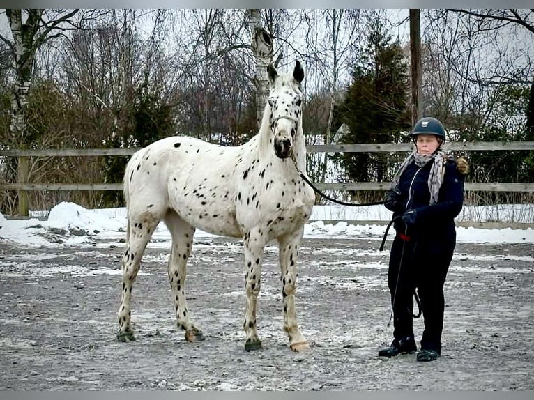 Knabstrupper Ruin 4 Jaar 163 cm Appaloosa in Fredensborg