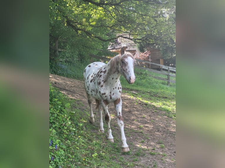 Knabstrupper Ruin 4 Jaar 164 cm Appaloosa in Weisslingen