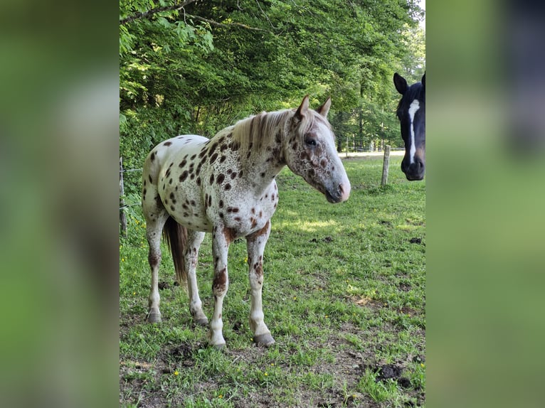 Knabstrupper Ruin 4 Jaar 164 cm Appaloosa in Weisslingen
