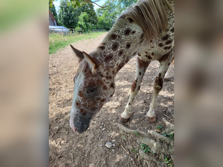 Knabstrupper Ruin 4 Jaar 164 cm Appaloosa in Weisslingen