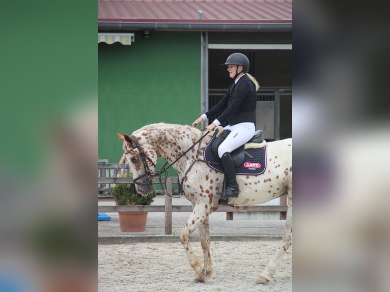 Knabstrupper Ruin 4 Jaar 164 cm in Bad Zwischenahn