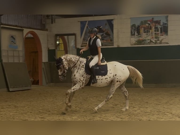 Knabstrupper Ruin 4 Jaar 164 cm in Bad Zwischenahn