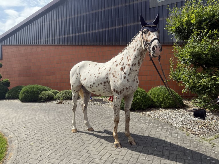 Knabstrupper Ruin 4 Jaar 164 cm in Bad Zwischenahn