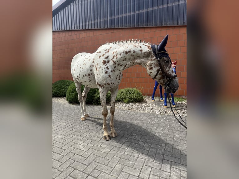 Knabstrupper Ruin 4 Jaar 164 cm in Bad Zwischenahn