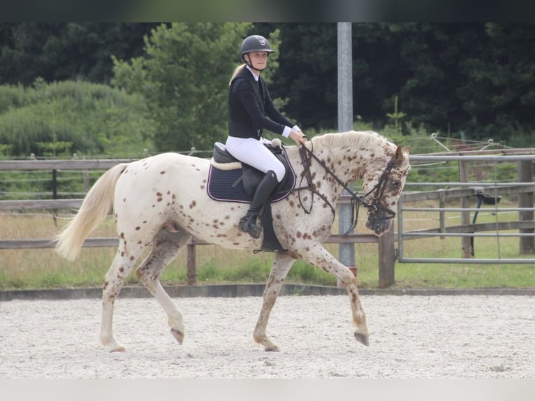 Knabstrupper Ruin 4 Jaar 164 cm in Bad Zwischenahn