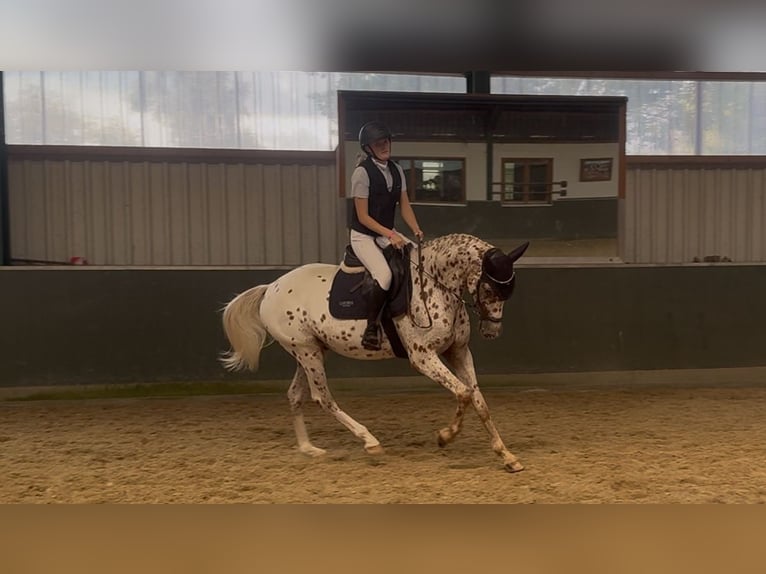 Knabstrupper Ruin 4 Jaar 164 cm in Bad Zwischenahn