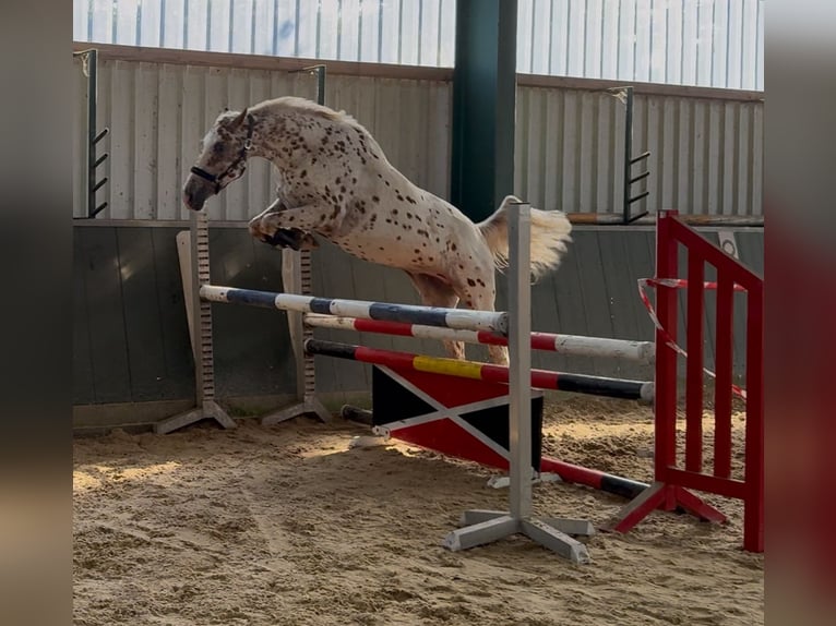 Knabstrupper Ruin 4 Jaar 164 cm in Bad Zwischenahn