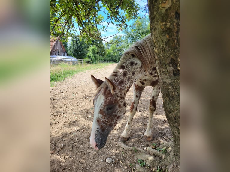 Knabstrupper Ruin 4 Jaar 165 cm Appaloosa in 8400