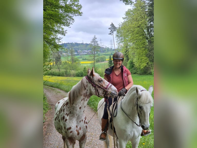 Knabstrupper Ruin 4 Jaar 165 cm Appaloosa in 8400