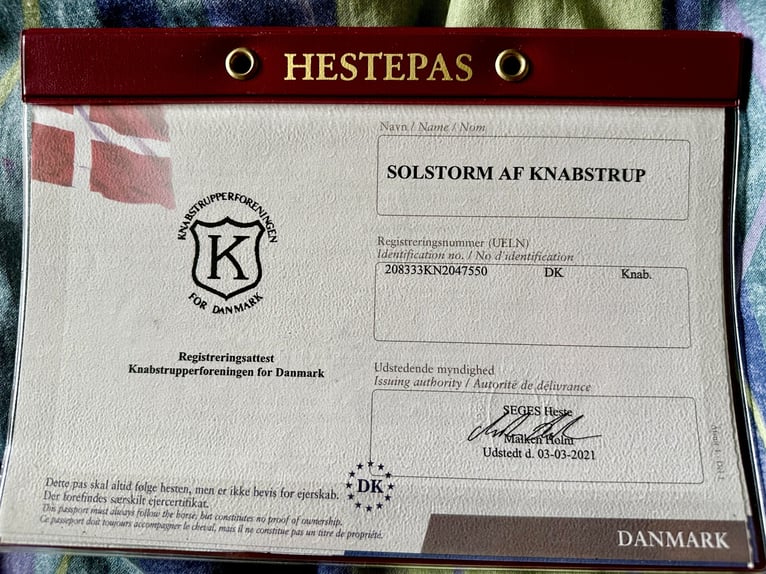 Knabstrupper Ruin 5 Jaar 158 cm Appaloosa in Fredensborg