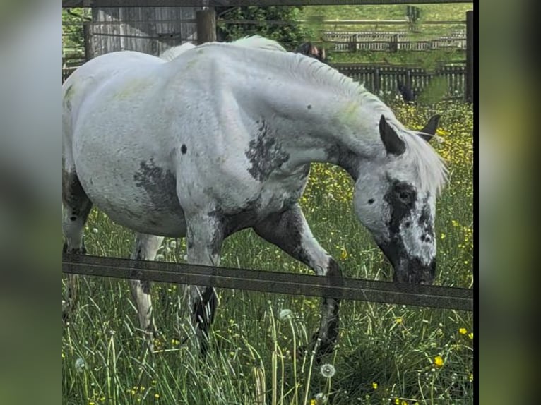 Knabstrupper Ruin 6 Jaar 151 cm Wit in Geretsried