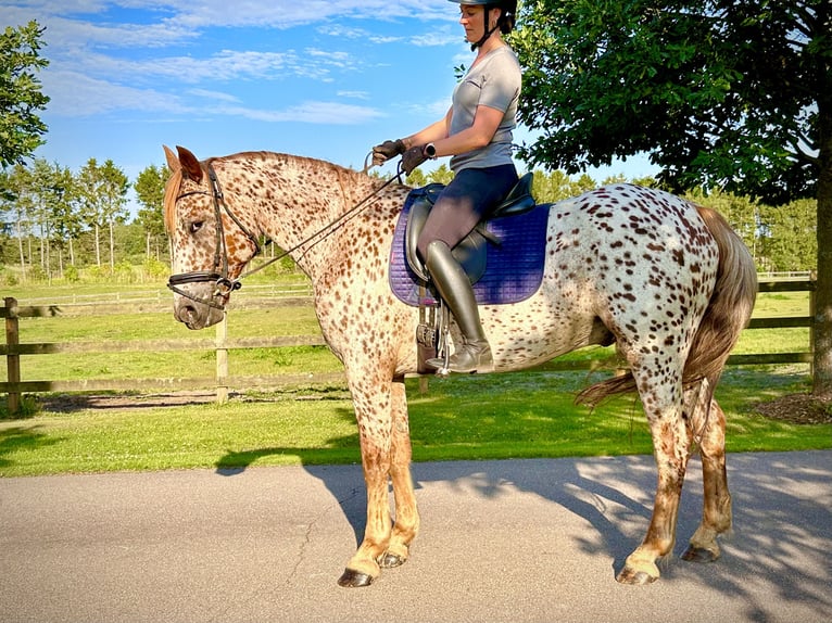 Knabstrupper Ruin 6 Jaar 160 cm Appaloosa in Fredensborg
