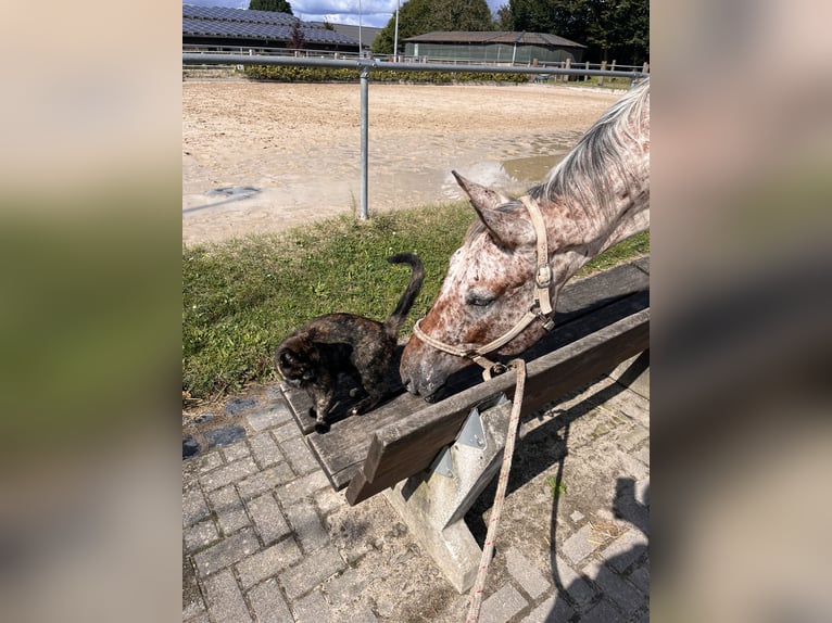 Knabstrupper Ruin 6 Jaar 171 cm Appaloosa in Ruppichteroth